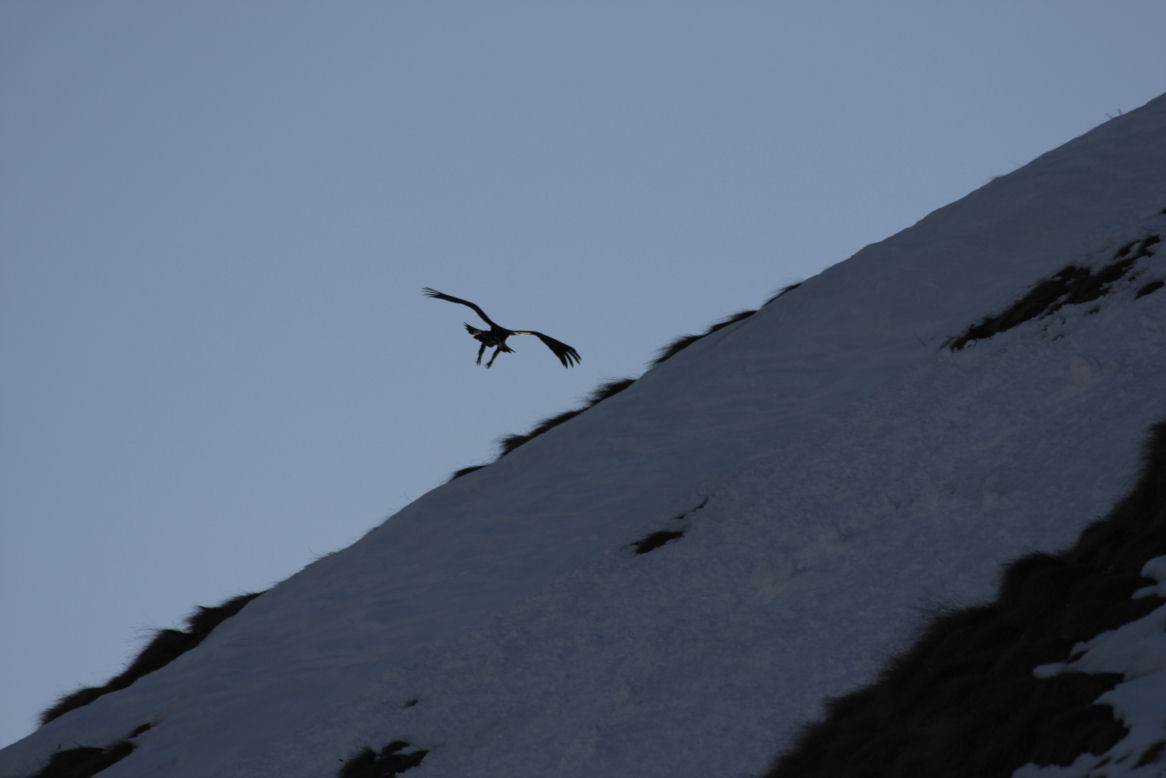 aquila reale e gallo forcello